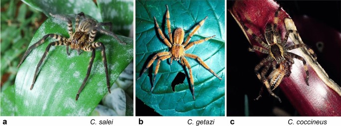 GW Researcher Explains How Seven Spiders Spin Webs of Entrapment