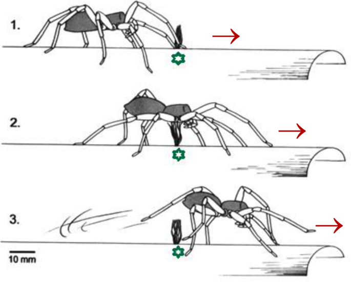 A spider in motion: facets of sensory guidance | SpringerLink