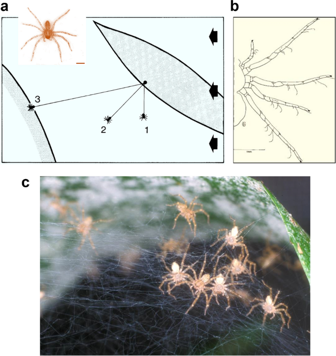 System of a Down, Spiders Meaning: Simulation Theory? - Spinditty