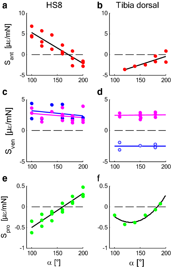 PDF) Strains in the exoskeleton of spiders