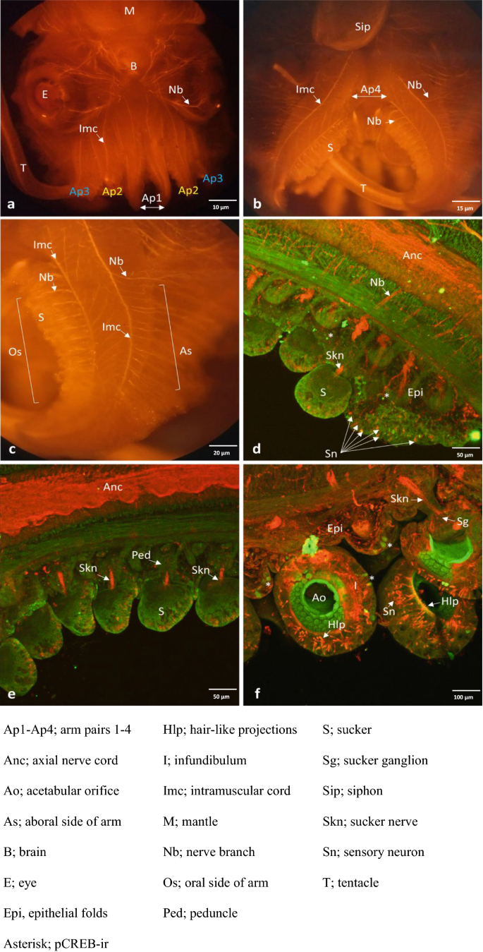 Potential evidence of peripheral learning and memory in the arms of dwarf cuttlefish, Sepia bandensis | SpringerLink Potential evidence of peripheral learning and memory in the arms of dwarf cuttlefish, Sepia bandensis | SpringerLink