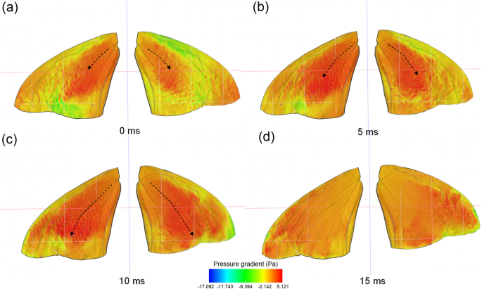 Tensile mechanical properties and finite element simulation of the wings of the butterfly Tirumala limniace | Journal of Comparative Physiology A | Springer Nature Link Tensile mechanical properties and finite element simulation of the wings of the butterfly Tirumala limniace | Journal of Comparative Physiology A | Springer Nature Link