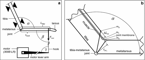 Loading of the tibia–metatarsus joint of the hunting spider