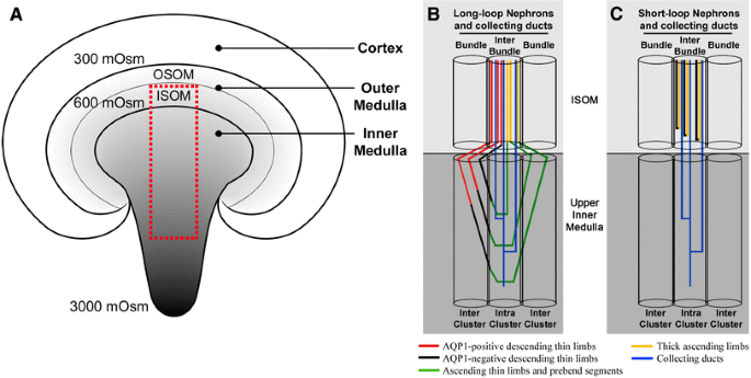 Mammalian Urine Concentration A Review Of Renal Medullary Architecture And Membrane Transporters Springerlink