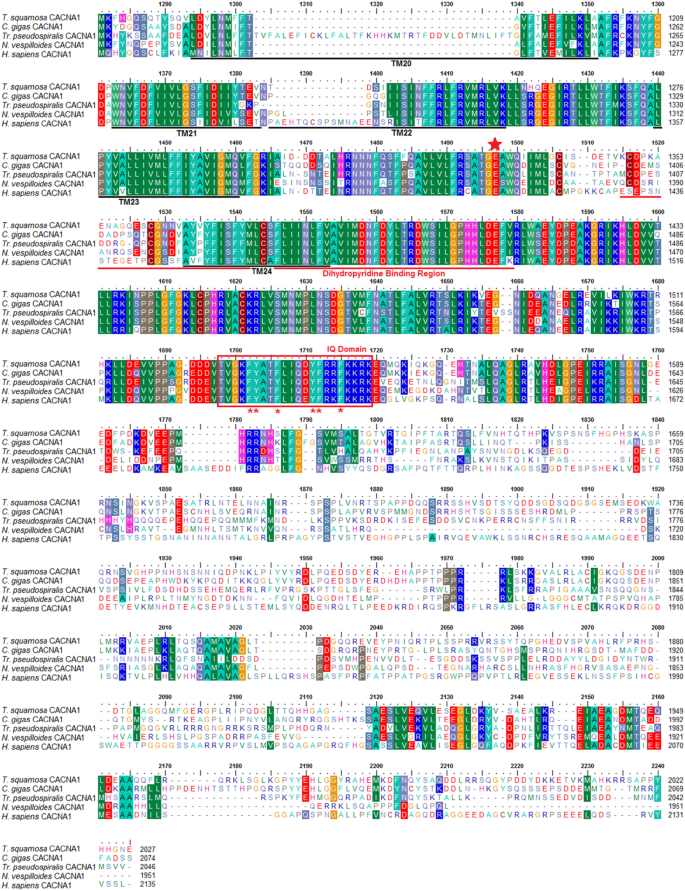 Calcium Absorption In The Fluted Giant Clam Tridacna Squamosa May Involve A Homolog Of Voltage Gated Calcium Channel Subunit A1 Cacna1 That Has An Apical Localization And Displays Light Enhanced Protein Expression In