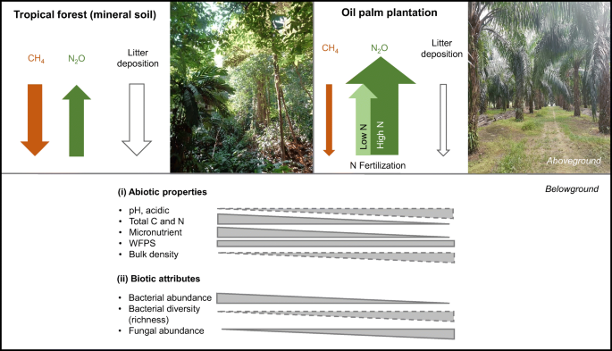 Deforestation For Oil Palm Impact On Microbially Mediated Methane And Nitrous Oxide Emissions And Soil Bacterial Communities Springerlink Deforestation For Oil Palm Impact On Microbially Mediated Methane And Nitrous Oxide Emissions And Soil Bacterial Communities Springerlink