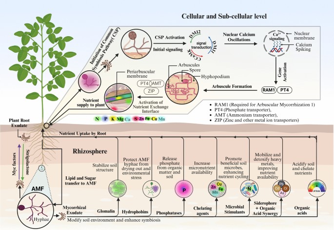 The multifunctional roles of arbuscular mycorrhizal fungi in soil ...