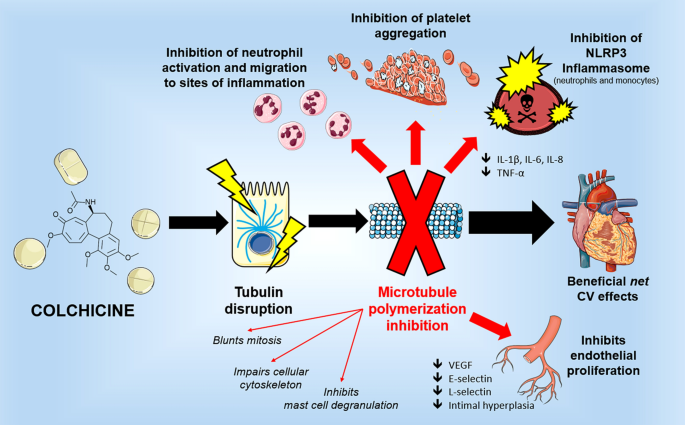 Colchicine In Ischemic Heart Disease The Good The Bad And The Ugly Springerlink