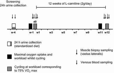 Effect of l-carnitine supplementation on the body carnitine pool, skeletal  muscle energy metabolism and physical performance in male vegetarians |  European Journal of Nutrition | Springer Nature Link