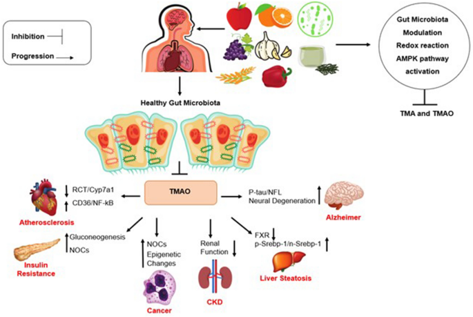 Can diet modulate trimethylamine N-oxide (TMAO) production? What do we know  so far? | European Journal of Nutrition | Springer Nature Link