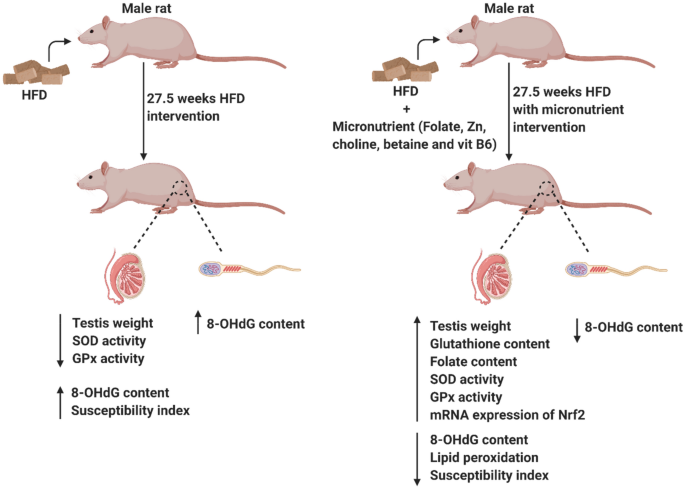 Ameliorating high-fat diet-induced sperm and testicular oxidative damage by  micronutrient-based antioxidant intervention in rats | SpringerLink