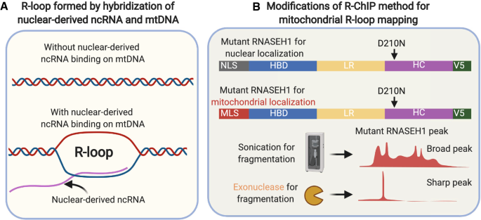 Mitochondrial nucleoid in cardiac homeostasis: bidirectional signaling of mitochondria and nucleus in cardiac diseases | Basic Research in Cardiology mitochondrial-nucleoid-in-cardiac-homeostasis-bidirectional-signaling-of-mitochondria-and-nucleus-in-cardiac-diseases-basic-research-in-cardiology