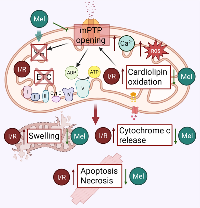ishigaki l-glutathione effects Melatonin and mitochondrial protection in cardiac ischemia–reperfusion injury: mechanisms, evidence and translational perspectives | Basic Research in Cardiology The Best B12 Injections Weight:500gm Ingredient: Teprenone
