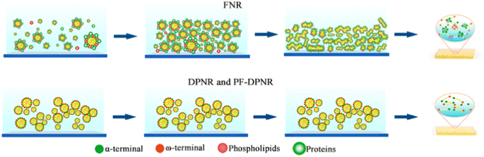 Influence Of Non Rubber Components On Film Formation Behavior Of Natural Rubber Latex Springerlink