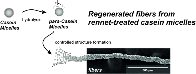 A regenerated fiber from rennet-treated casein micelles | SpringerLink