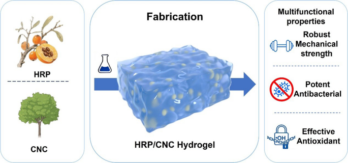 Multifunctional hydrogel based on Hippophae rhamnoides peptides and ...