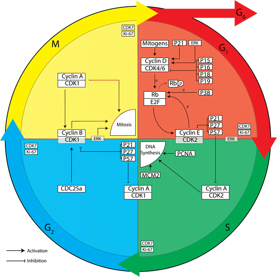 Physiological And Pathophysiological Functions Of Cell Cycle Proteins In Post Mitotic Neurons Implications For Alzheimer S Disease Springerlink
