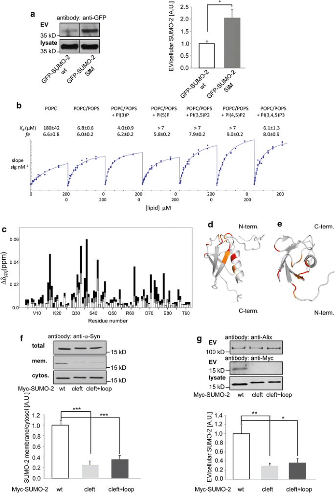 a) 1 H-15 N HSQC spectra of 15 N-SUMO bound to parent SIM (black) or