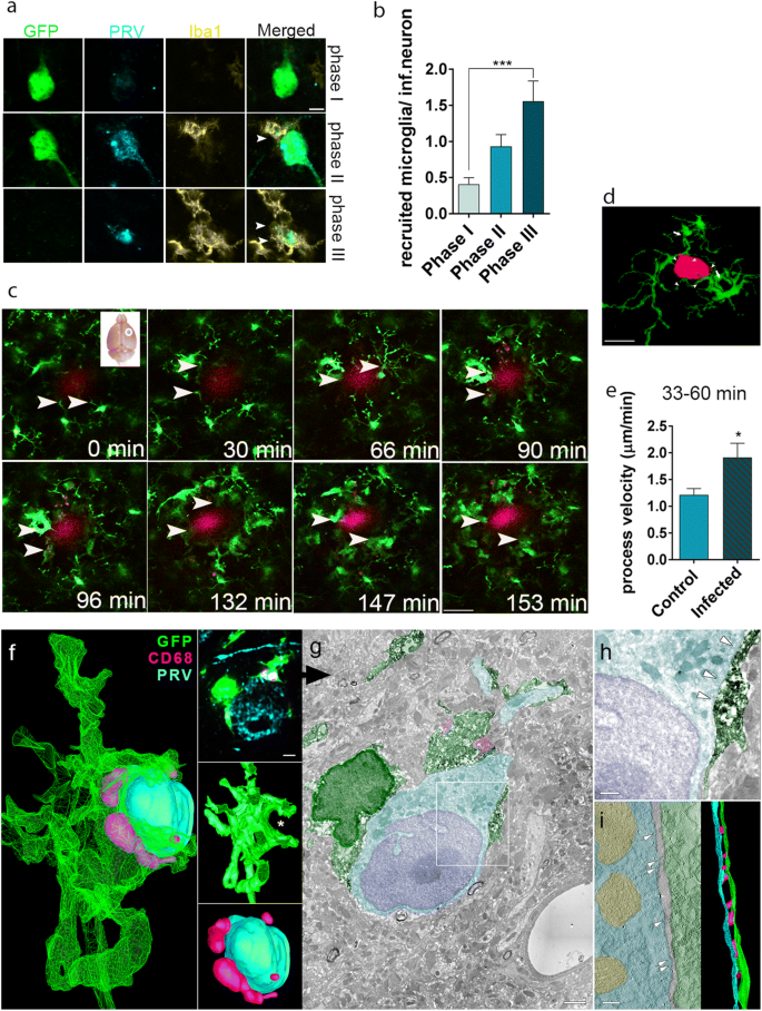 Microglia control the spread of neurotropic virus infection via P2Y12  signalling and recruit monocytes through P2Y12-independent mechanisms |  SpringerLink