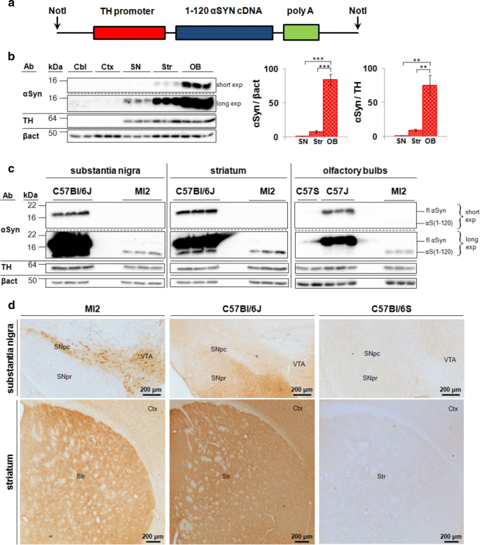 Sammensætning en gang slå op Depopulation of dense α-synuclein aggregates is associated with rescue of  dopamine neuron dysfunction and death in a new Parkinson's disease model |  SpringerLink