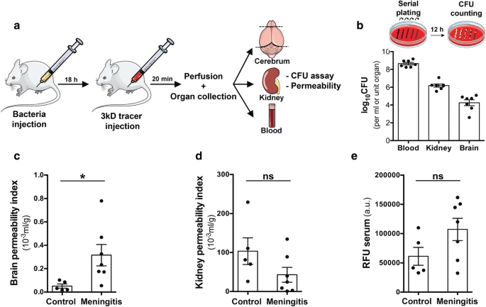 Hif 1a Is Involved In Blood Brain Barrier Dysfunction And Paracellular Migration Of Bacteria In Pneumococcal Meningitis Springerlink Hif 1a Is Involved In Blood Brain Barrier Dysfunction And Paracellular Migration Of Bacteria In Pneumococcal Meningitis Springerlink