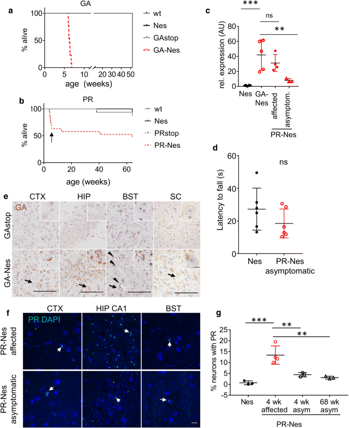 Congenic expression of poly-GA but not poly-PR in mice triggers ...