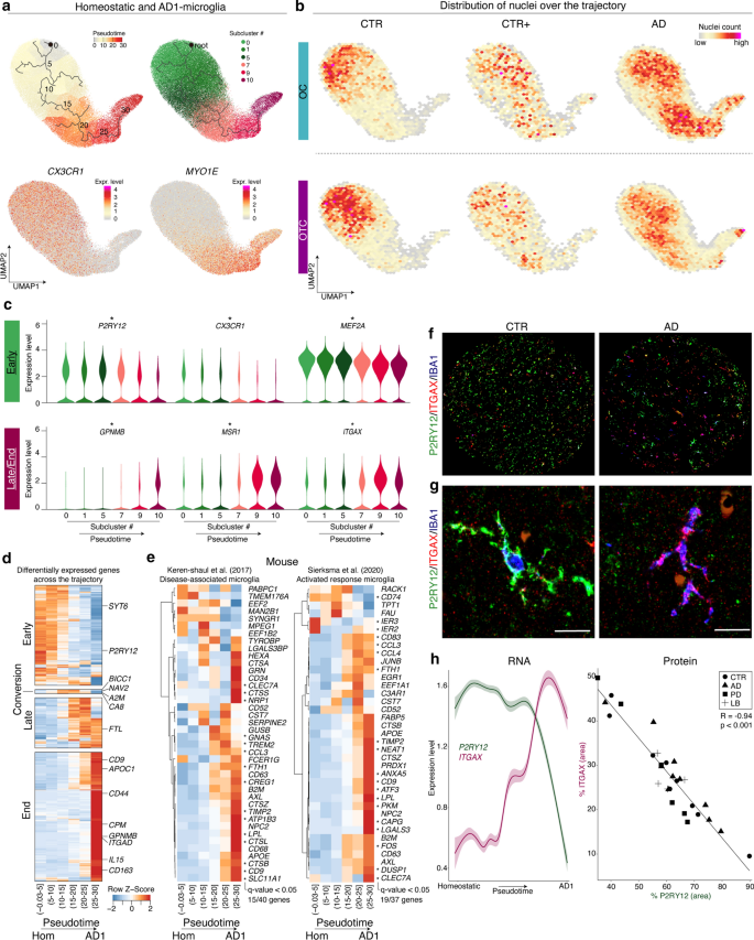 Distinct Amyloid B And Tau Associated Microglia Profiles In Alzheimer S Disease Springerlink
