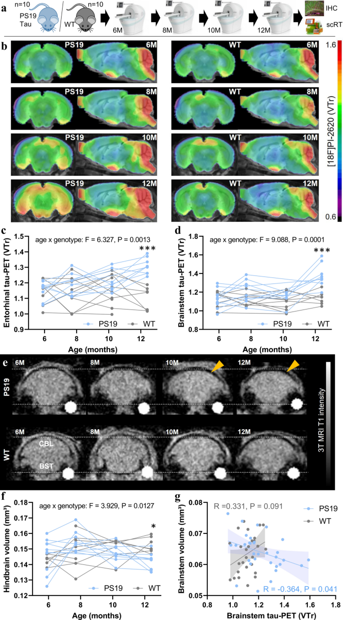 Neuronal and oligodendroglial, but not astroglial, tau translates to in ...