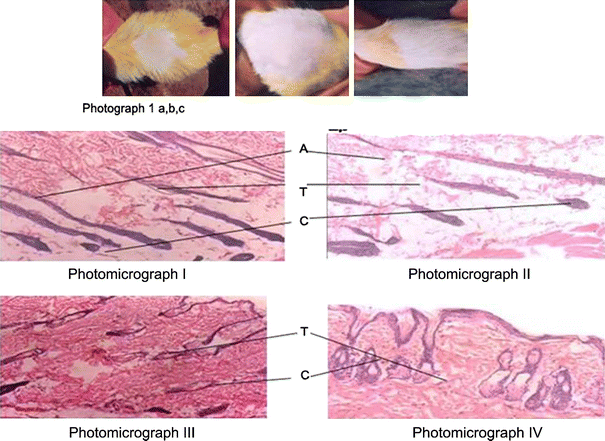 Hair growth promoting activity of Eclipta alba in male albino rats | SpringerLink Hair growth promoting activity of Eclipta alba in male albino rats | SpringerLink