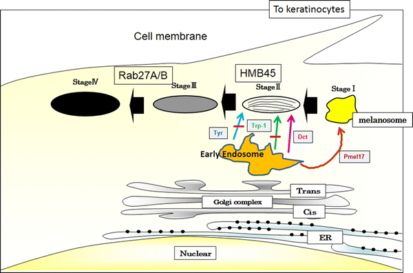glutathione tyrosinase Reduced glutathione disrupts the intracellular trafficking of tyrosinase  and tyrosinase-related protein-1 but not dopachrome tautomerase and Pmel17  to melanosomes, which results in the attenuation of melanization