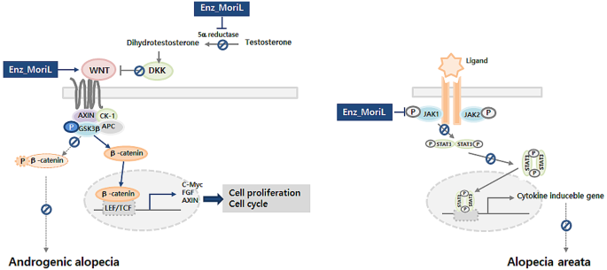 Hair growthpromoting effects of Enz_MoriL on human dermal papilla cells  through modulation of the Wnt/-Catenin and JAK-STAT signaling pathways |  Archives of Dermatological Research | Springer Nature Link