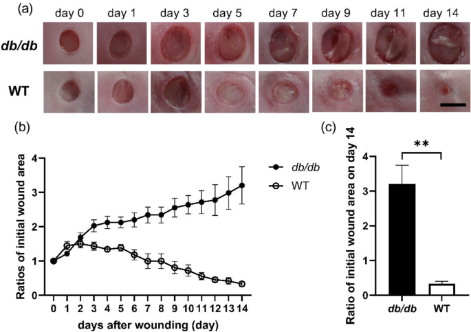 Cutaneous wound healing in type 2 diabetes db/db mice was impaired with ...