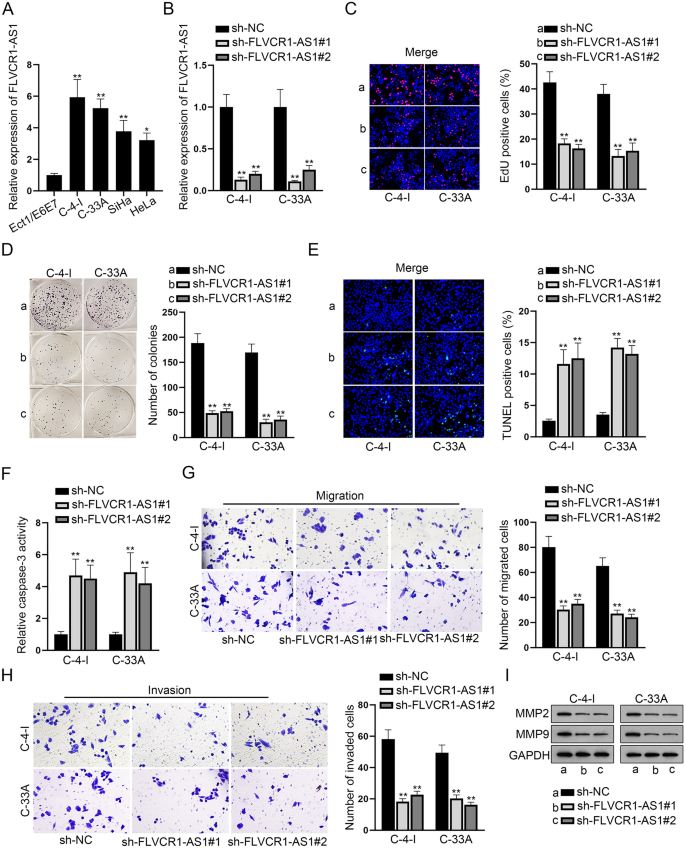 Long Non Coding Rna Flvcr1 As1 Functions As A Cerna To Aggravate Cervical Cancer Cell Growth By The Mir 381 3p Magt1 Axis Springerlink