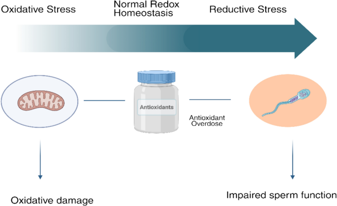 Reductive stress and the role of antioxidants in male infertility: a  narrative review | Archives of Gynecology and Obstetrics | Springer Nature  Link