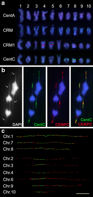 Artificial chromosome formation in maize (Zea mays L.) | SpringerLink