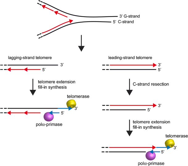 Telomere-end processing: mechanisms and regulation | SpringerLink