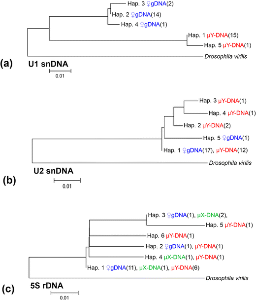 Neo Sex Chromosomes Of Ronderosia Bergi Insight Into The Evolution Of Sex Chromosomes In Grasshoppers Springerlink