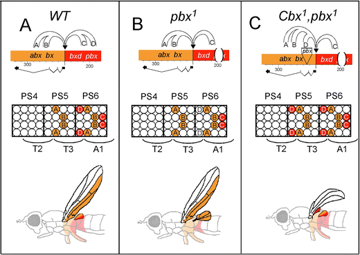 The Open For Business Model Of The Bithorax Complex In Drosophila Springerlink