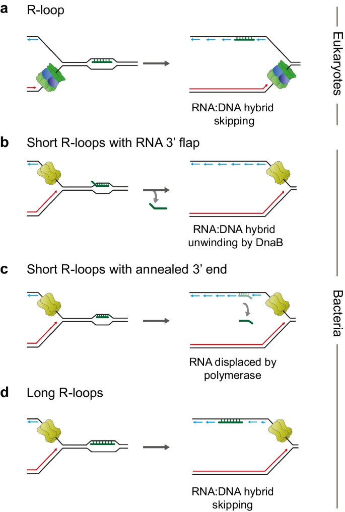 BRCA2 promotes DNA‐RNA hybrid resolution by DDX5 helicase at DNA