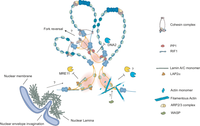 DNA replication and replication stress response in the context of 