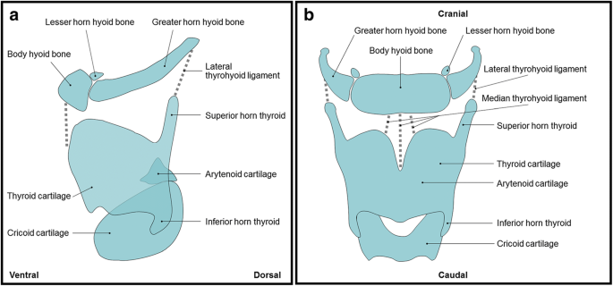 Correction To Fracture Patterns Of The Hyoid Larynx Complex After Fatal Trauma On The Neck Retrospective Radiological Postmortem Analysis Of 284 Cases Springerlink