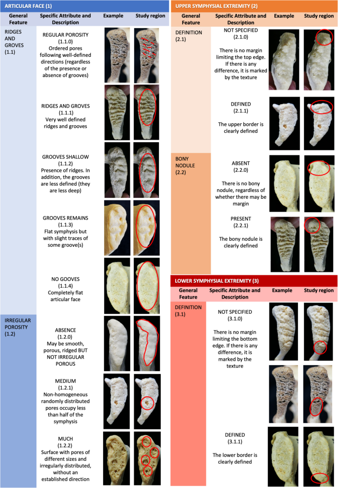 Comparison among artificial intelligence-based age estimation from morphological analysis of the ...