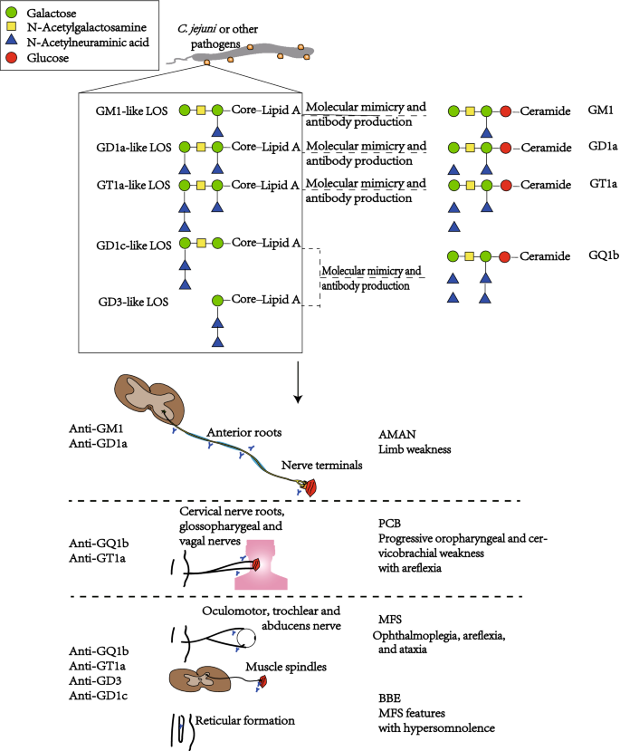 Axonal Variants Of Guillain Barre Syndrome An Update Springerlink
