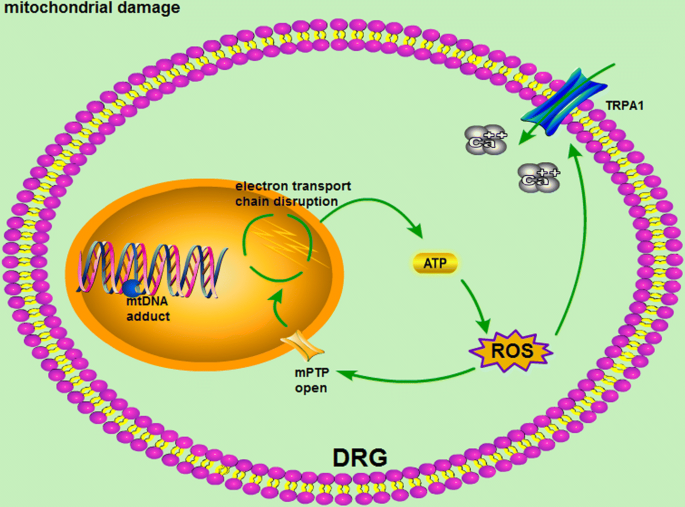 cjc-1295 and ipamorelin dosage per week CJC-1295 Dosage Calculator and Chart