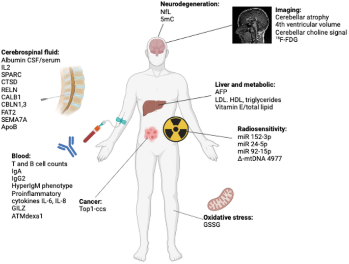 glutathione ataxia Dysregulation of Homeostasis in Neurodegenerative Diseases Frontiers | Case report: A