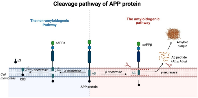 Advances of therapeutic strategies for Alzheimer’s disease | Journal of ...