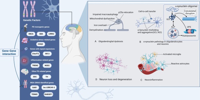 Multiple system atrophy: advances in pathogenesis and emerging ...