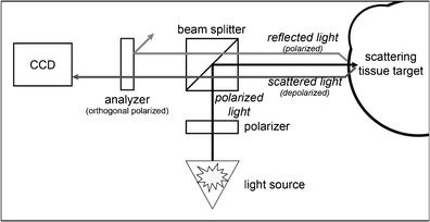 Orthogonal polarization spectral imaging of conjunctival microcirculation |  SpringerLink