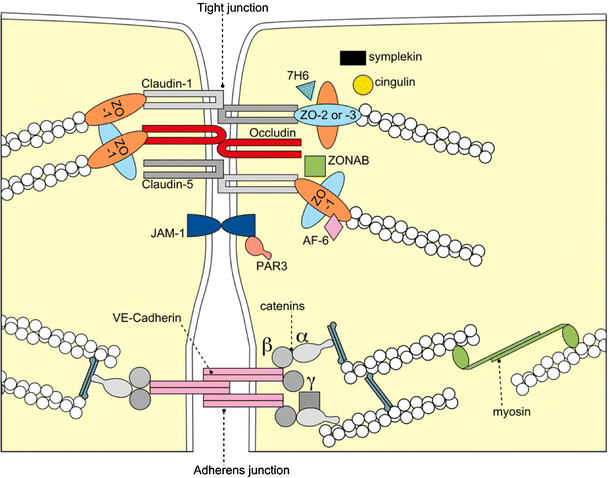 Tight junctions and the modulation of barrier function in disease |  SpringerLink