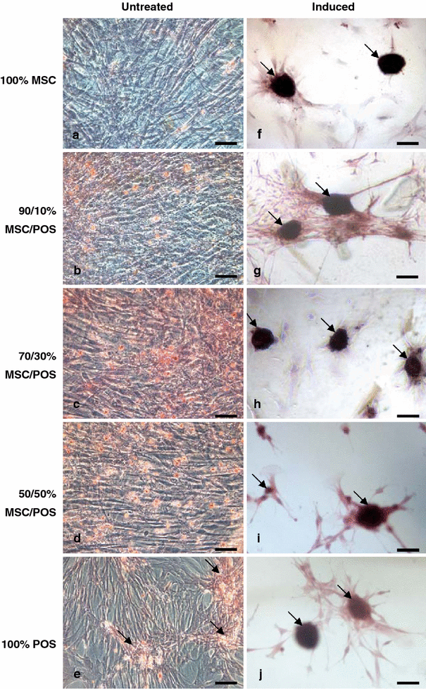 Co-culture of canine mesenchymal stem cells with primary bone-derived  osteoblasts promotes osteogenic differentiation | Histochemistry and Cell  Biology